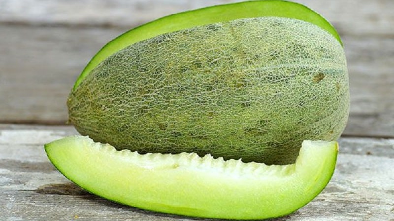 Fragrant and tasty Hasanka melon: how to choose and grow on your own plot
