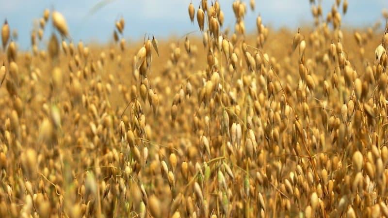 What are the benefits of oats for diabetes and how to use them correctly for maximum benefit?