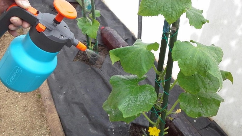 What are the benefits of feeding cucumbers with ammonia and how to use it correctly?