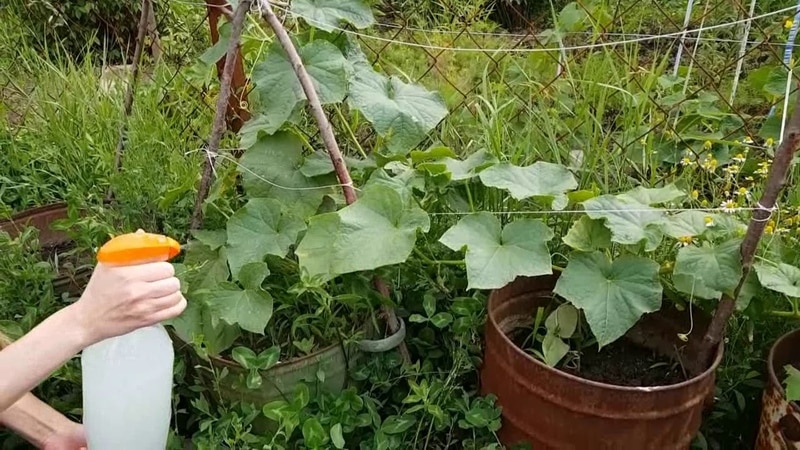 What are the benefits of feeding cucumbers with ammonia and how to use it correctly?