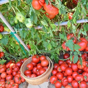 How to water tomatoes to make them turn red faster: the best fertilizers for tomatoes and life hacks to speed up ripening