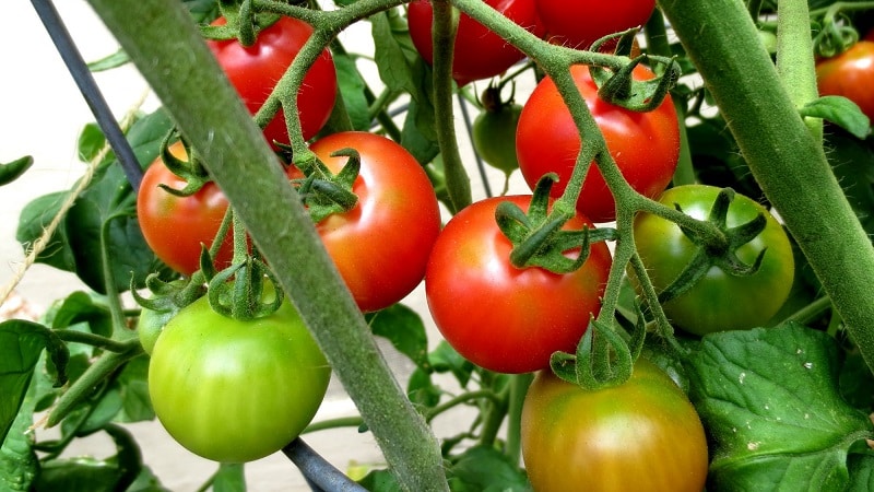 How to water tomatoes to make them turn red faster: the best fertilizers for tomatoes and life hacks to speed up ripening