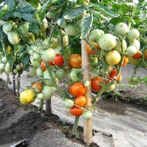 How to water tomatoes to make them turn red faster: the best fertilizers for tomatoes and life hacks to speed up ripening