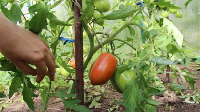 How to water tomatoes to make them turn red faster: the best fertilizers for tomatoes and life hacks to speed up ripening