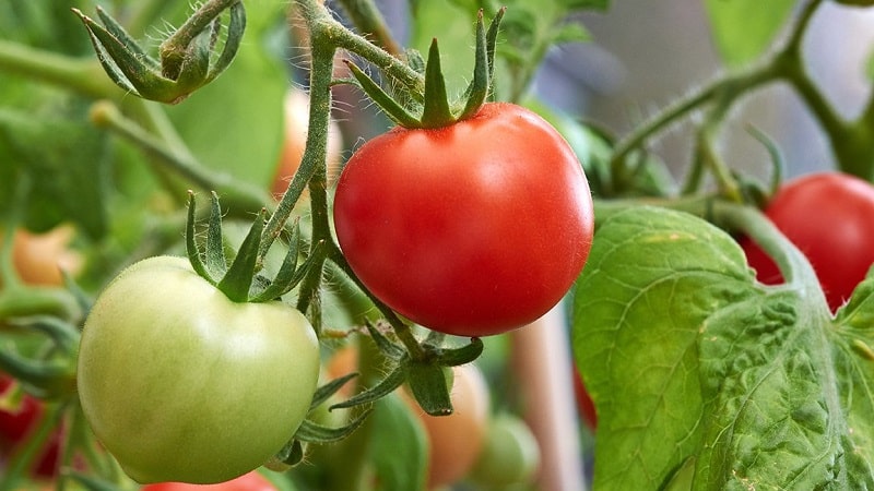 How to water tomatoes to make them turn red faster: the best fertilizers for tomatoes and life hacks to speed up ripening
