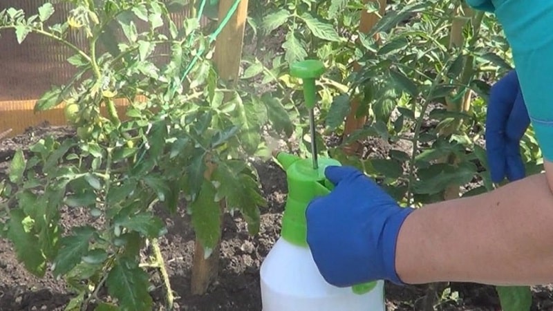 How to water tomatoes to make them turn red faster: the best fertilizers for tomatoes and life hacks to speed up ripening