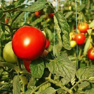 How to water tomatoes to make them turn red faster: the best fertilizers for tomatoes and life hacks to speed up ripening