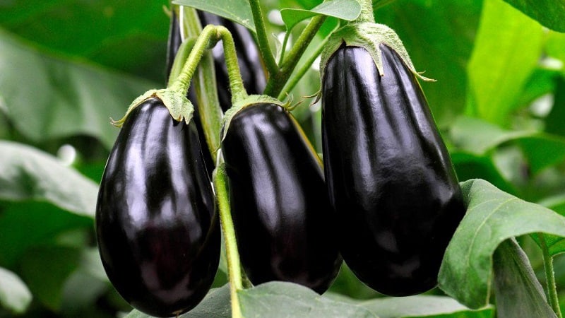 What to do to prevent eggplants from becoming bitter and is it possible to eat bitter fruits?
