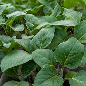What to do to prevent eggplants from becoming bitter and is it possible to eat bitter fruits?