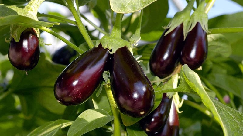 What to do to prevent eggplants from becoming bitter and is it possible to eat bitter fruits?