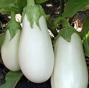 What to do to prevent eggplants from becoming bitter and is it possible to eat bitter fruits?