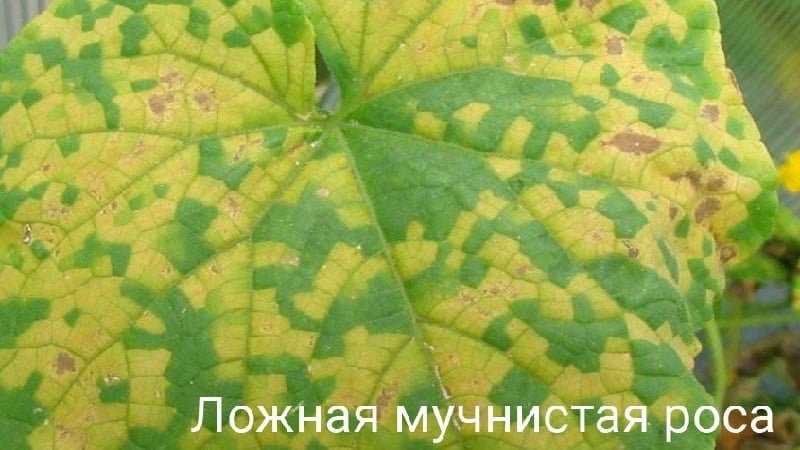 What to do if spots appear on cucumber leaves?