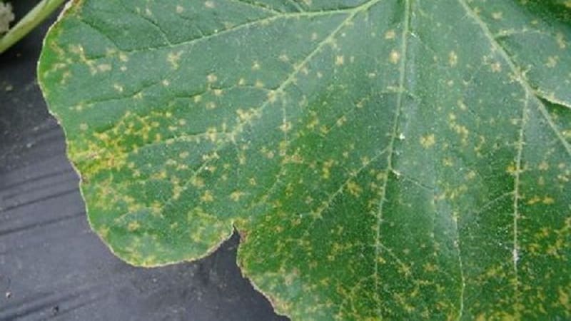 What to do if spots appear on cucumber leaves?