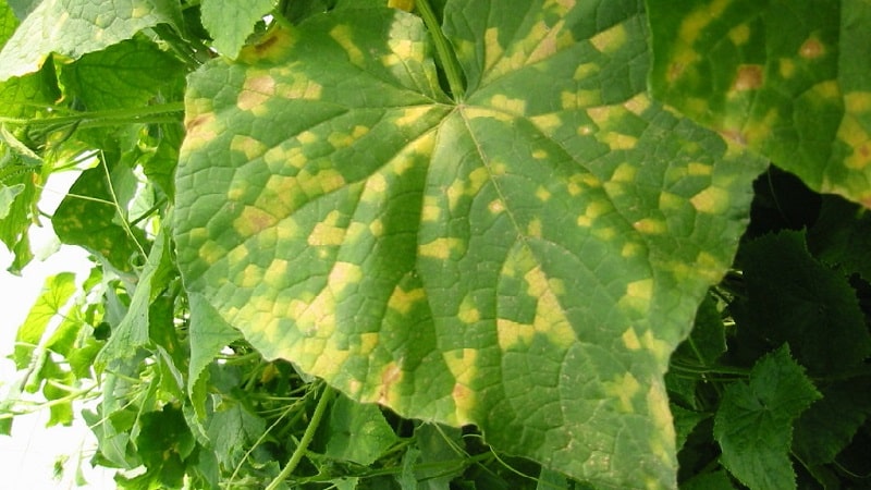 What to do if spots appear on cucumber leaves?