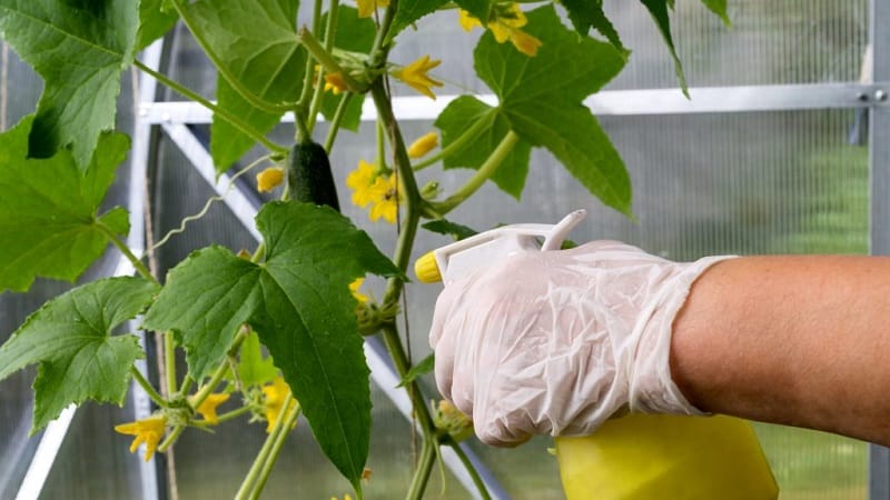 What to do if spots appear on cucumber leaves?