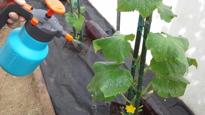 What to do if spots appear on cucumber leaves?