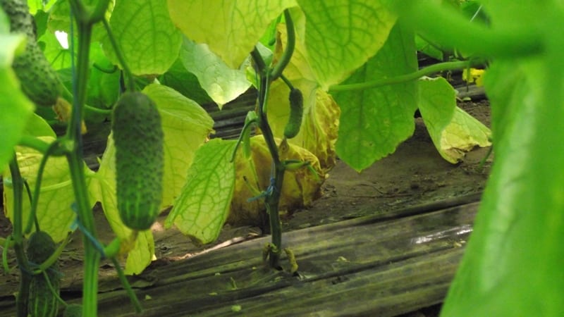 What to do if cucumber leaves turn yellow: effective folk remedies