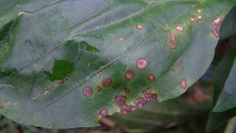 What to do when brown spots appear on peppers