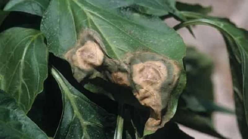 What to do when brown spots appear on peppers