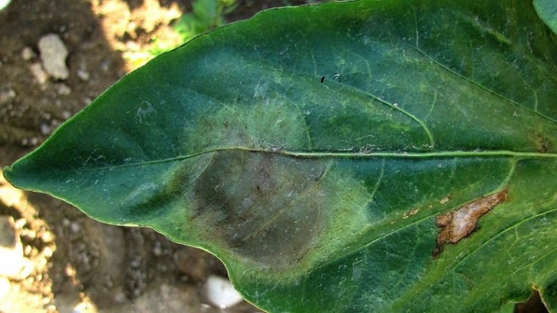 What to do when brown spots appear on peppers