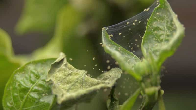What to do when brown spots appear on peppers