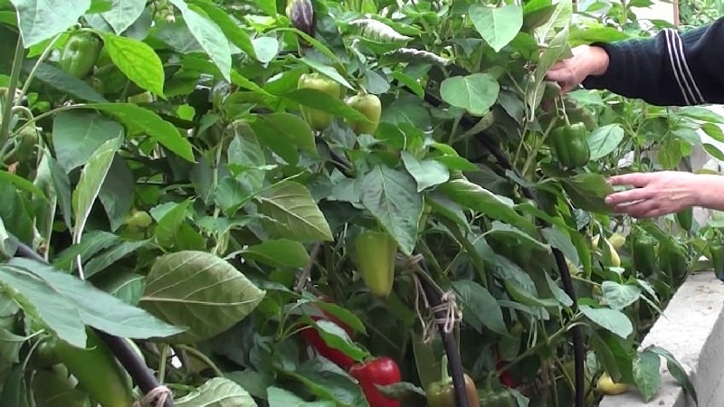 What to do when brown spots appear on peppers