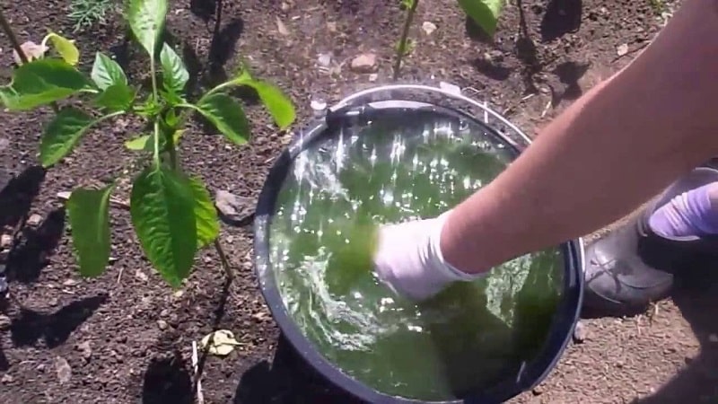 What to do when brown spots appear on peppers