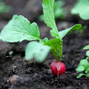 What can be planted after radishes in July, and what crops should not be planted