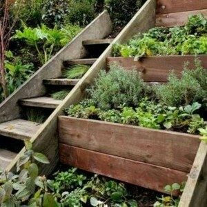 What can be planted after radishes in July, and what crops should not be planted