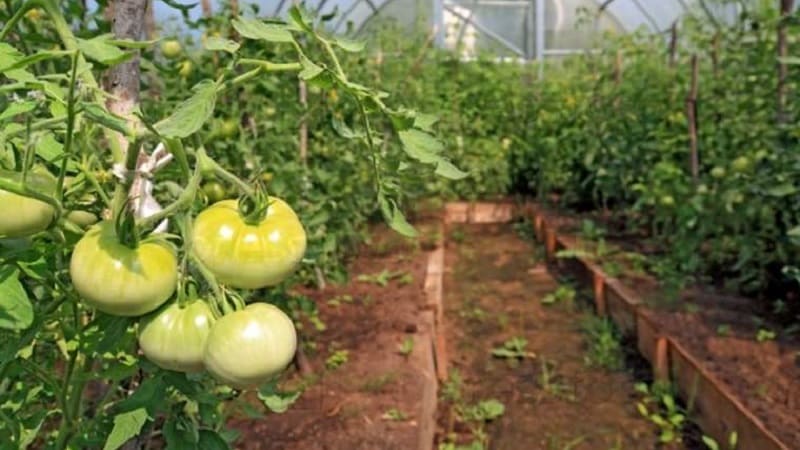 What to do to make tomatoes in a greenhouse turn red faster: the best techniques and life hacks of experienced summer residents