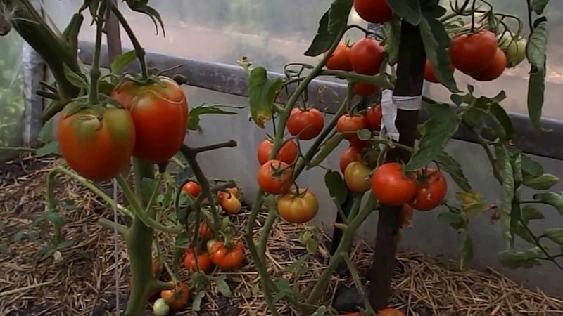 What to do to make tomatoes in a greenhouse turn red faster: the best techniques and life hacks of experienced summer residents