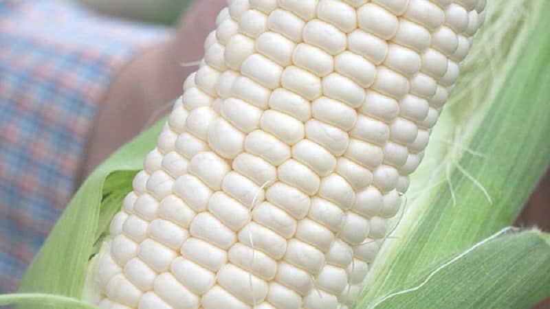 What is white corn, how is it different from regular corn and how to eat it