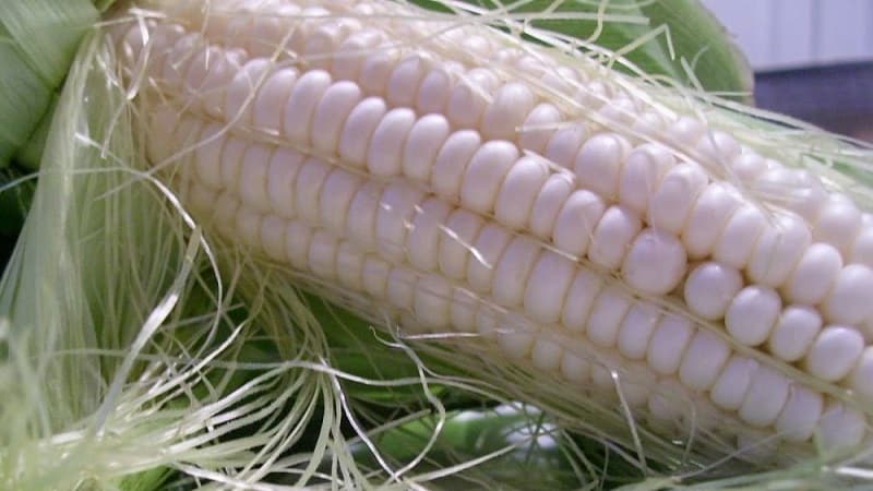 What is white corn, how is it different from regular corn and how to eat it