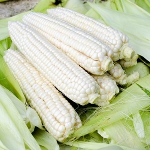 What is white corn, how is it different from regular corn and how to eat it