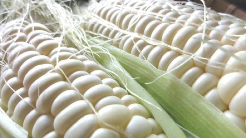 What is white corn, how is it different from regular corn and how to eat it