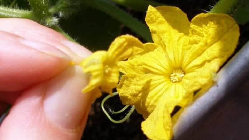 What is barren flower on cucumbers and the features of its treatment that you may not know about