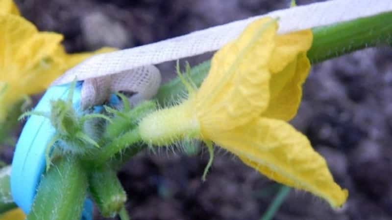 What is barren flower on cucumbers and the features of its treatment that you may not know about