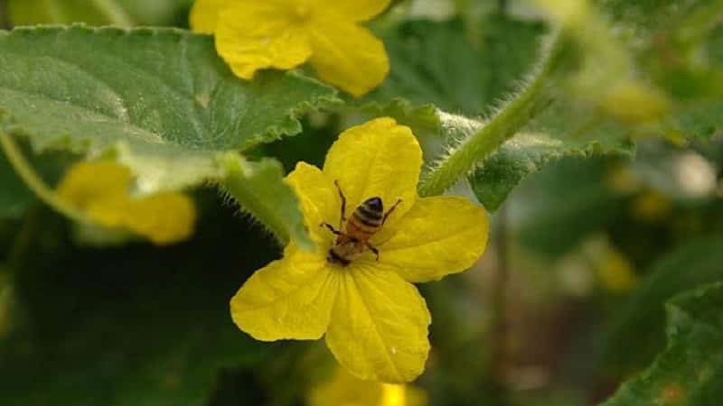 What is barren flower on cucumbers and the features of its treatment that you may not know about