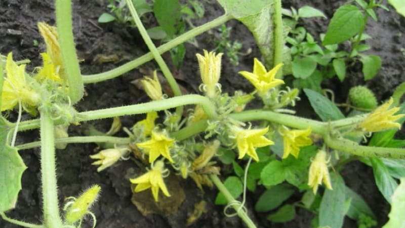 What is barren flower on cucumbers and the features of its treatment that you may not know about