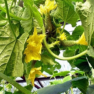 What is barren flower on cucumbers and the features of its treatment that you may not know about