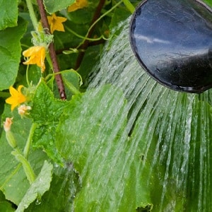 What is barren flower on cucumbers and the features of its treatment that you may not know about