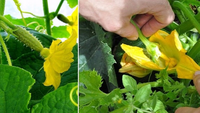 What is barren flower on cucumbers and the features of its treatment that you may not know about