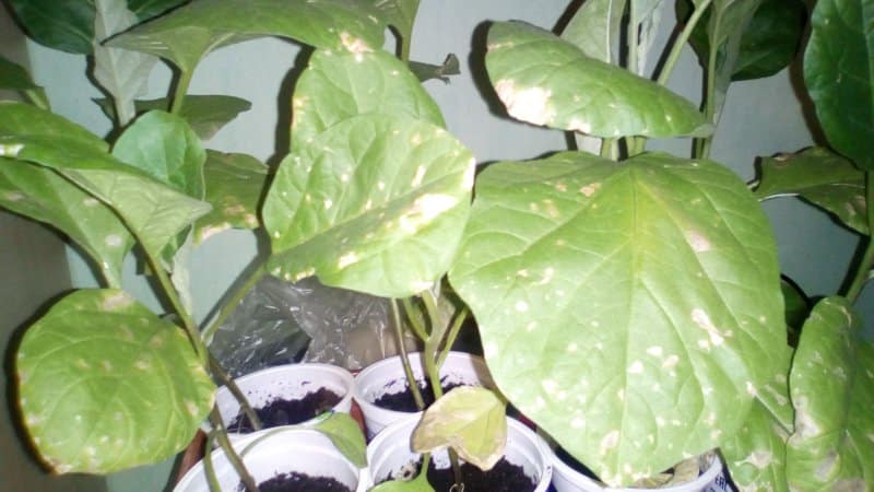 What to do to prevent eggplant leaves from drying out and why they dry out and crack