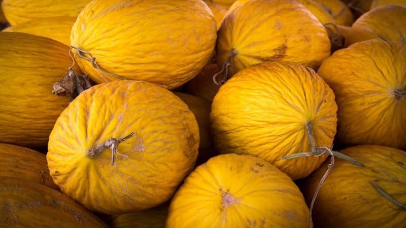 What is good about Kassaba melon, how to choose and grow it