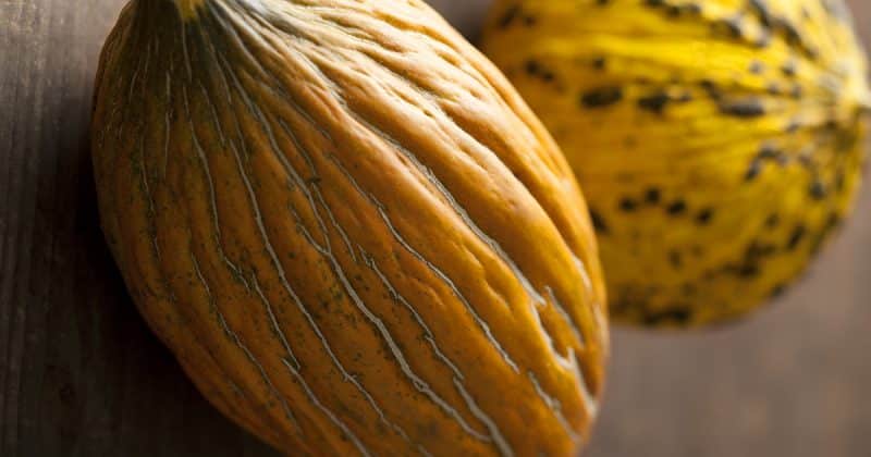 What is good about Kassaba melon, how to choose and grow it