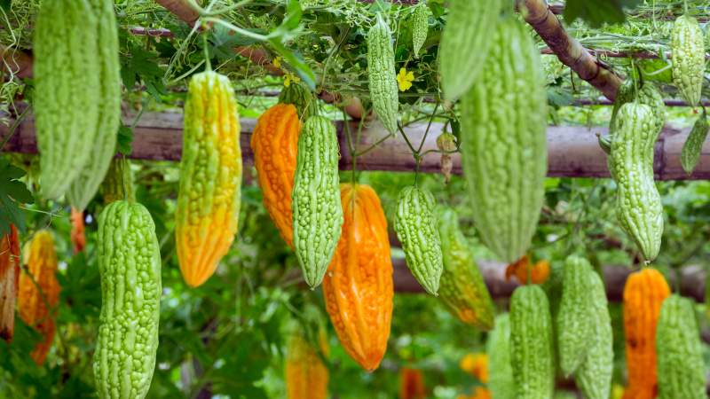 Review of Chinese Bitter Melon (Momordiki)