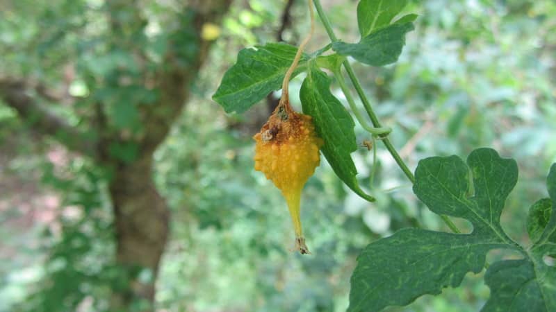 Review of Chinese Bitter Melon (Momordiki)