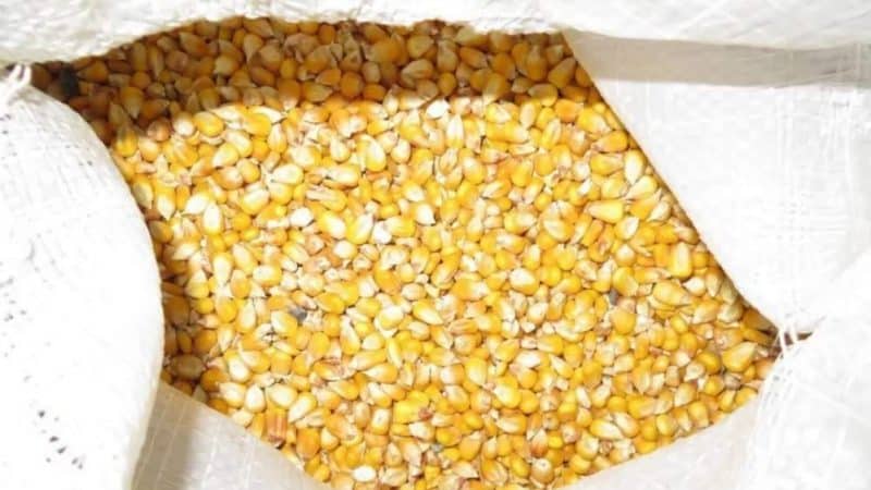 What is feed corn, how is it grown and where is it used?