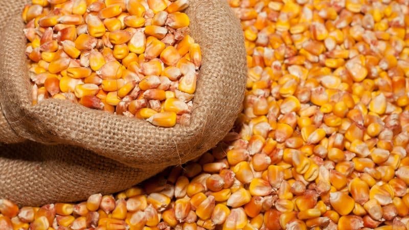 How to distinguish feed corn from food corn and the scope of application of both types