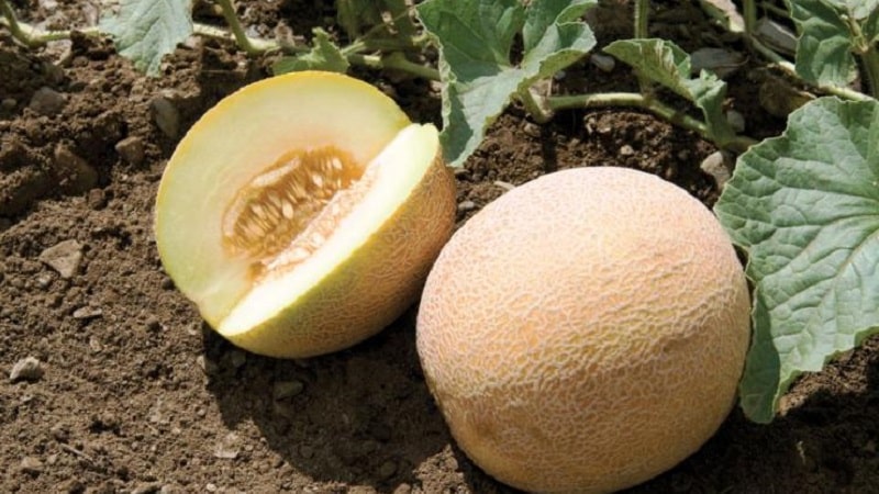 Where and how to preserve melon until the New Year at home